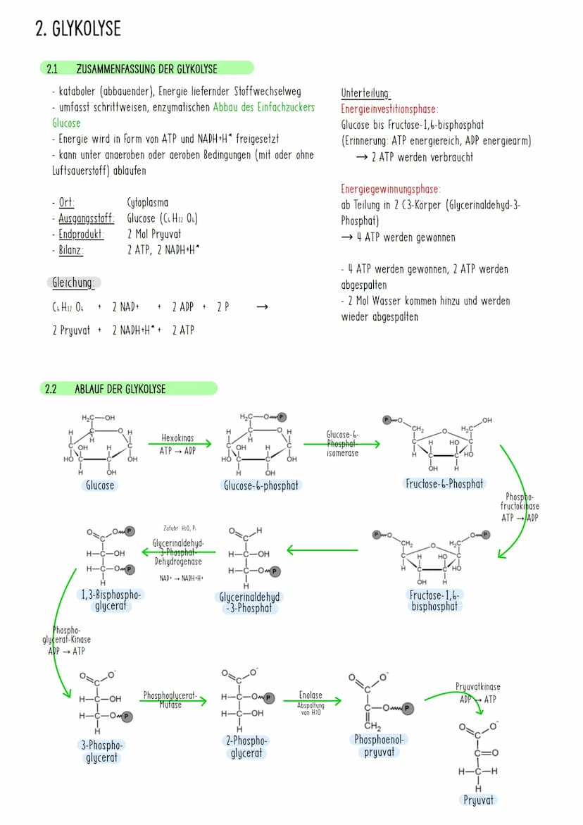 1. ZELLATMUNG
1.1 DEFINITION UND BESCHREIBUNG DER ZELLATMUNG
findet in Mitochondrien statt
• Energie wird freigesetzt
• Energie wird in Form