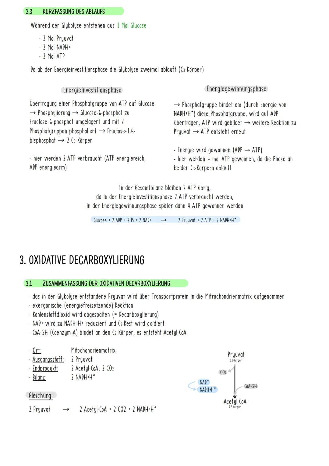 1. ZELLATMUNG
1.1 DEFINITION UND BESCHREIBUNG DER ZELLATMUNG
findet in Mitochondrien statt
• Energie wird freigesetzt
• Energie wird in Form
