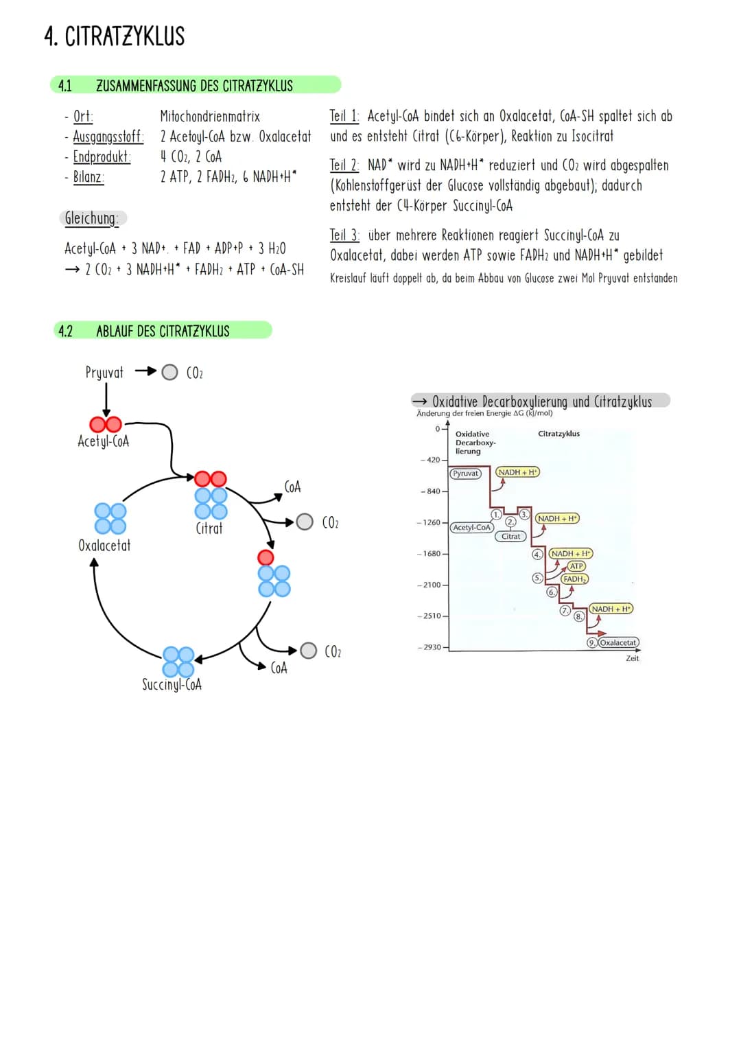 1. ZELLATMUNG
1.1 DEFINITION UND BESCHREIBUNG DER ZELLATMUNG
findet in Mitochondrien statt
• Energie wird freigesetzt
• Energie wird in Form
