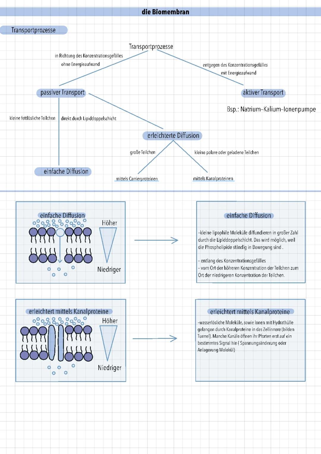 Transportprozesse ( Biomembran)