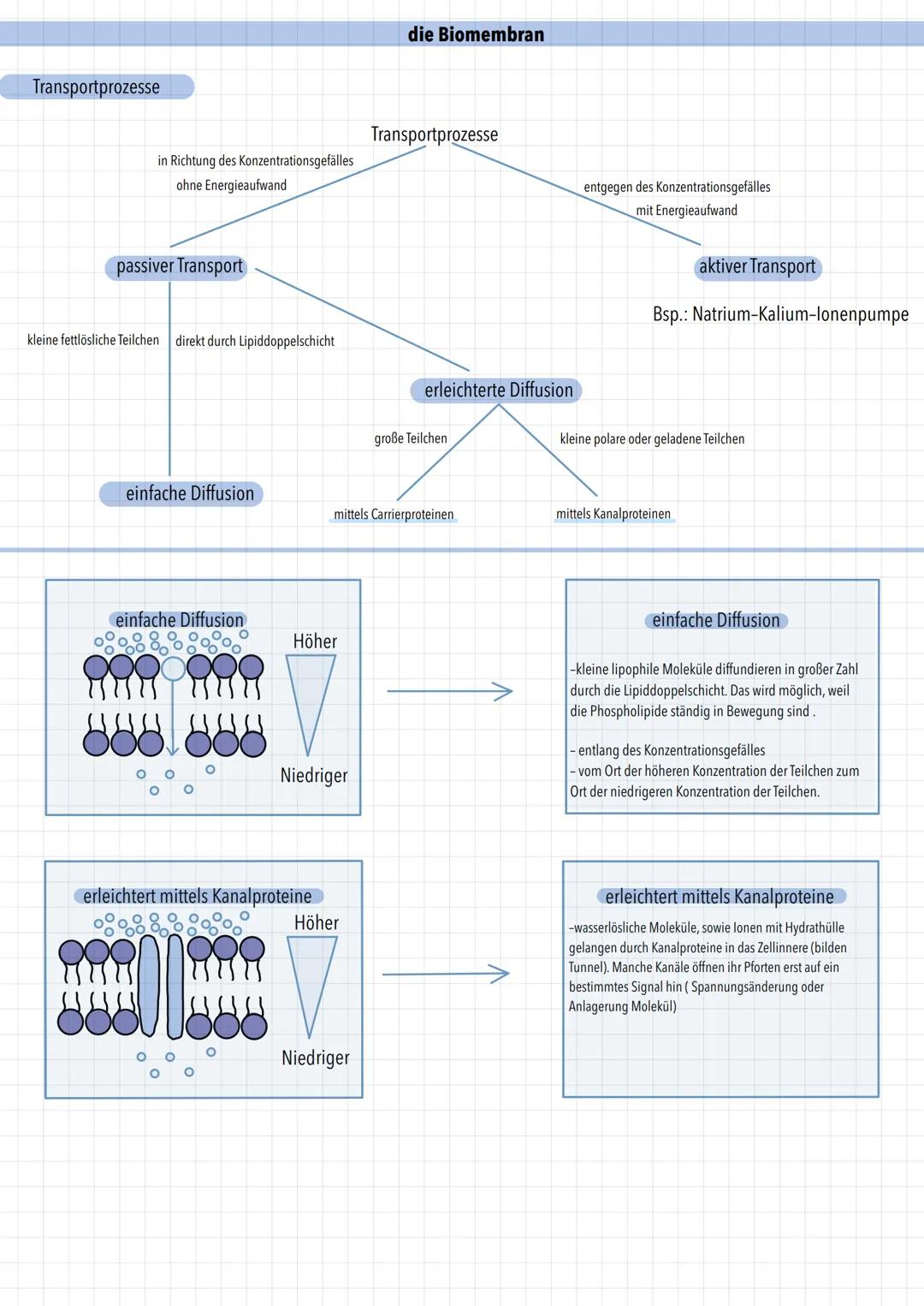 Transportprozesse
in Richtung des Konzentrationsgefälles
ohne Energieaufwand
passiver Transport
kleine fettlösliche Teilchen direkt durch Li