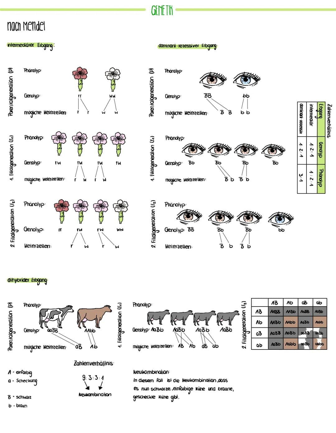 nach Mendel
intermediärer Erbgang:
Parentalgeneration (P)
1. Filialgeneration (F₁)
Phänotyp:
Genolyp:
Parentalgeneration (P)
mögliche Heimze