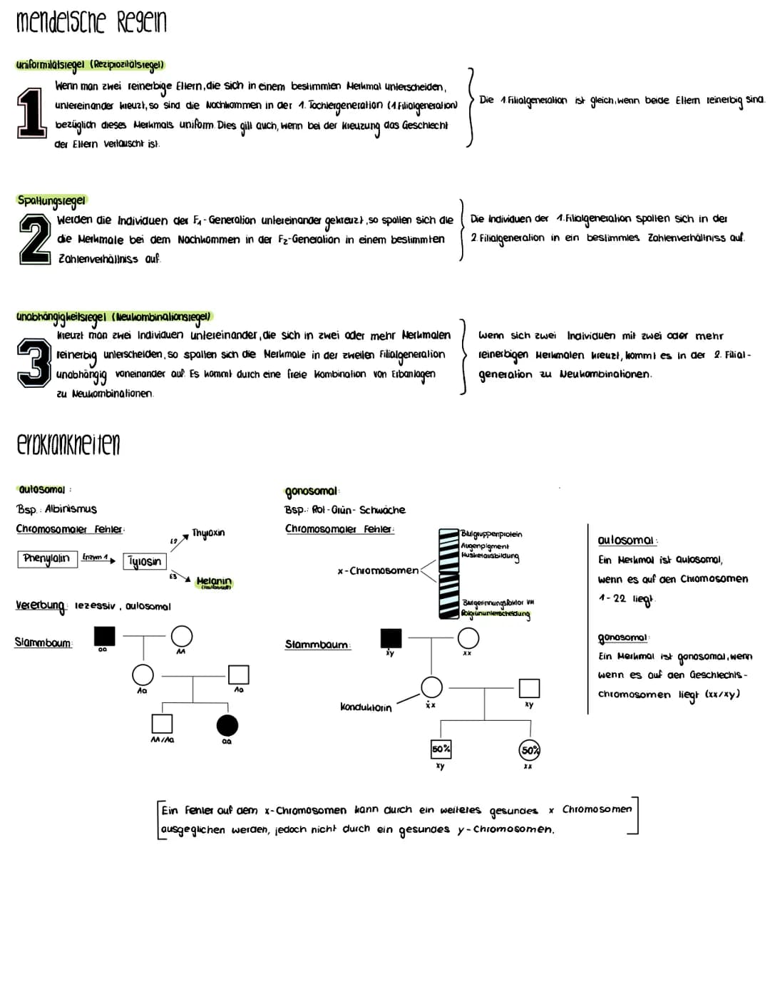 nach Mendel
intermediärer Erbgang:
Parentalgeneration (P)
1. Filialgeneration (F₁)
Phänotyp:
Genolyp:
Parentalgeneration (P)
mögliche Heimze