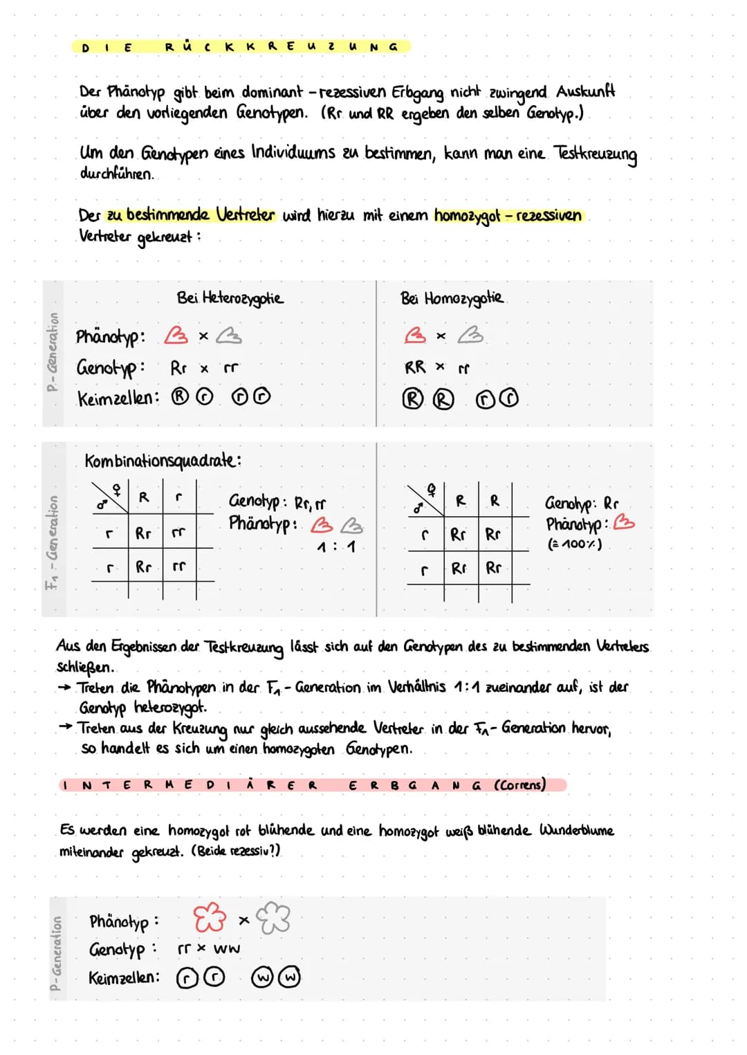 P-Generation
F₁ - Generation
F₁-Generation
M
F₂ - Generation.
Übersicht-Kreuzung nach Mendel
Kombinationsquadrat:
G
I N A N
Phänotyp:
Genoty