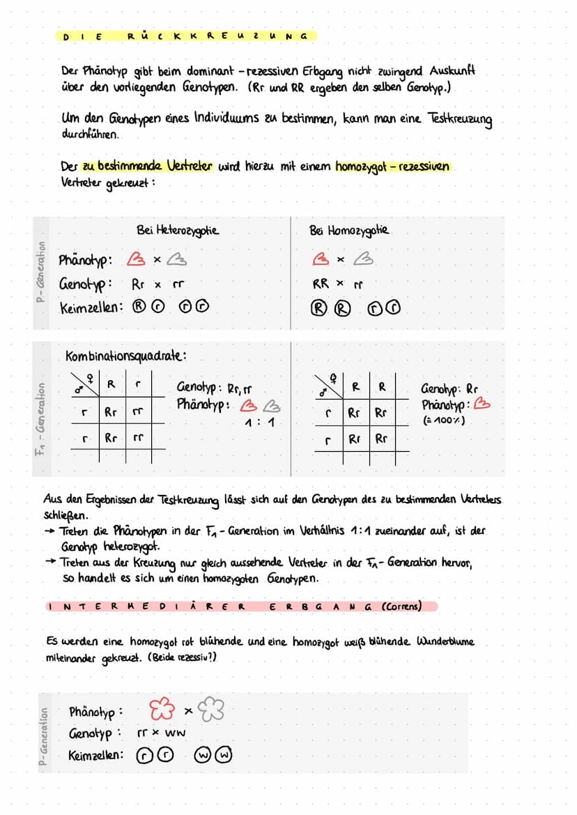 P-Generation
F₁ - Generation
F₁-Generation
M
F₂ - Generation.
Übersicht-Kreuzung nach Mendel
Kombinationsquadrat:
G
I N A N
Phänotyp:
Genoty
