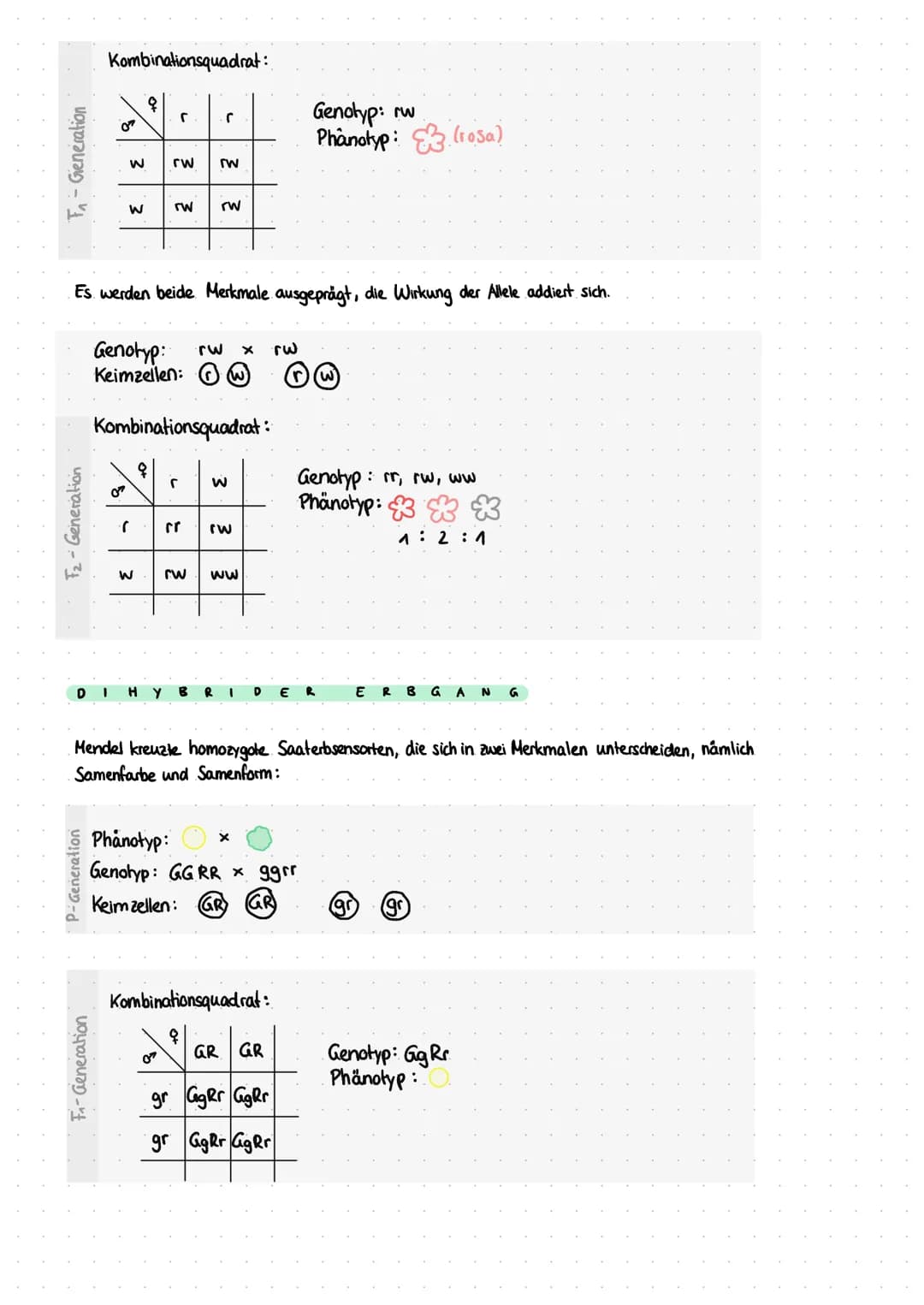 P-Generation
F₁ - Generation
F₁-Generation
M
F₂ - Generation.
Übersicht-Kreuzung nach Mendel
Kombinationsquadrat:
G
I N A N
Phänotyp:
Genoty