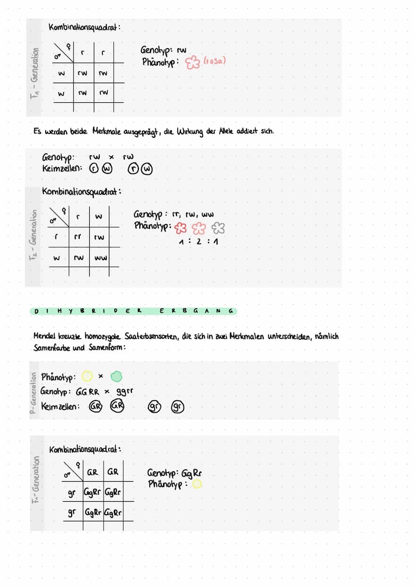 P-Generation
F₁ - Generation
F₁-Generation
M
F₂ - Generation.
Übersicht-Kreuzung nach Mendel
Kombinationsquadrat:
G
I N A N
Phänotyp:
Genoty