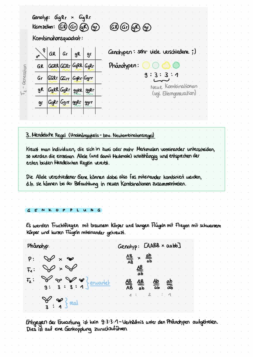 P-Generation
F₁ - Generation
F₁-Generation
M
F₂ - Generation.
Übersicht-Kreuzung nach Mendel
Kombinationsquadrat:
G
I N A N
Phänotyp:
Genoty