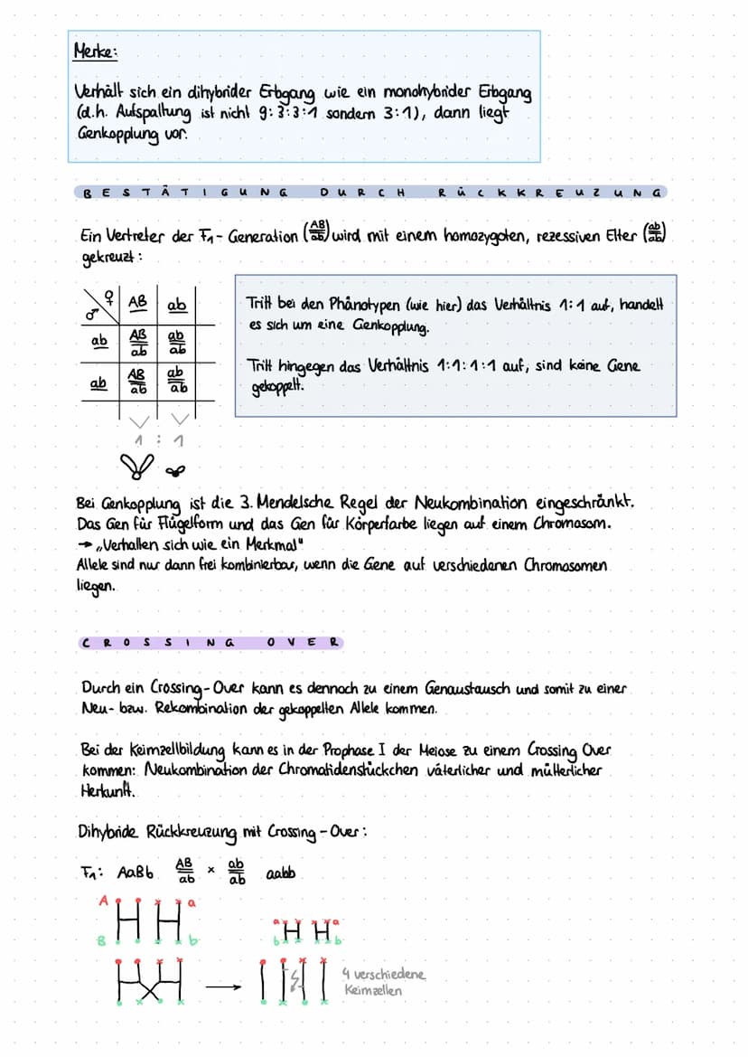 P-Generation
F₁ - Generation
F₁-Generation
M
F₂ - Generation.
Übersicht-Kreuzung nach Mendel
Kombinationsquadrat:
G
I N A N
Phänotyp:
Genoty