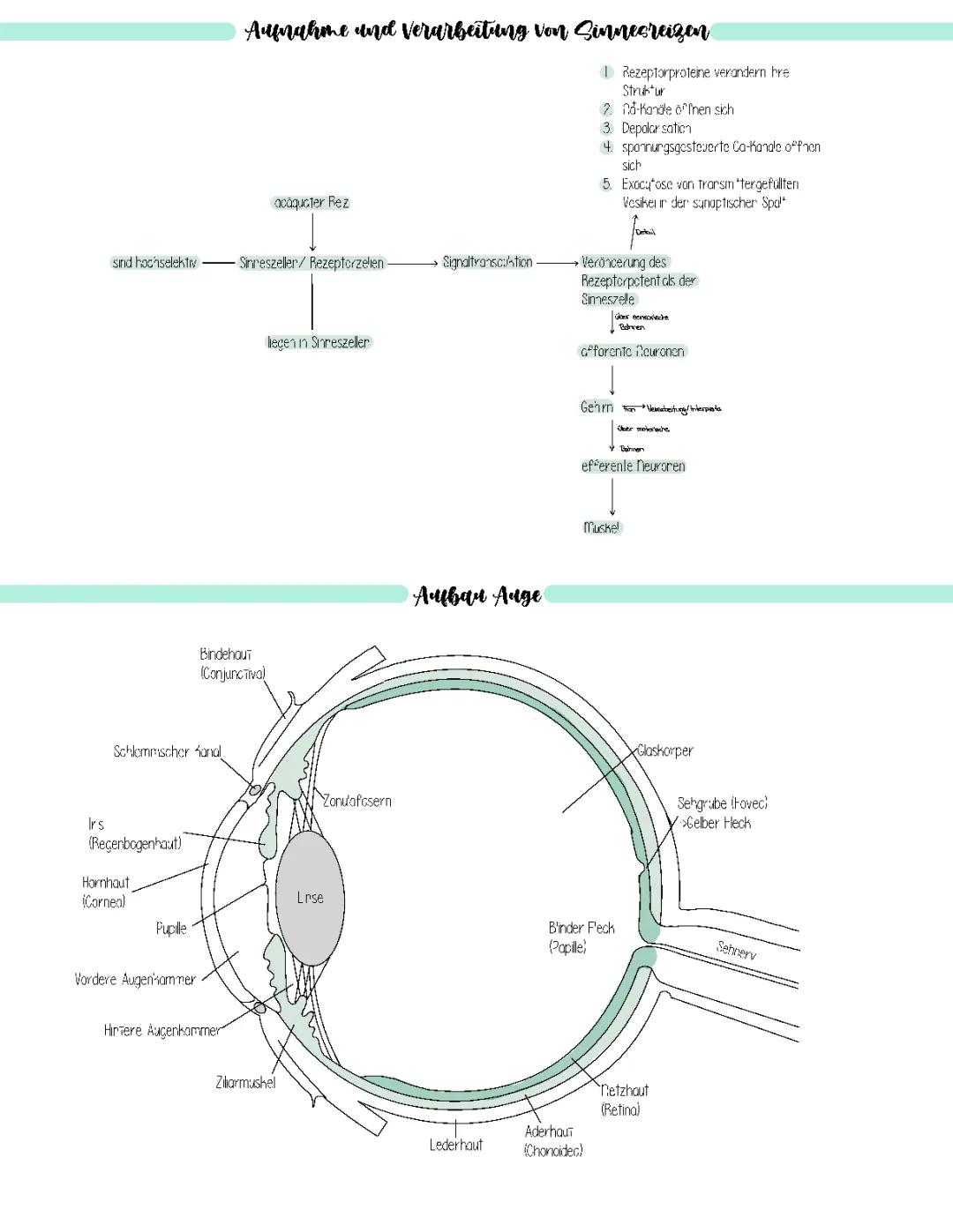 Sinneswahrnehmung und Erregungsleitung 