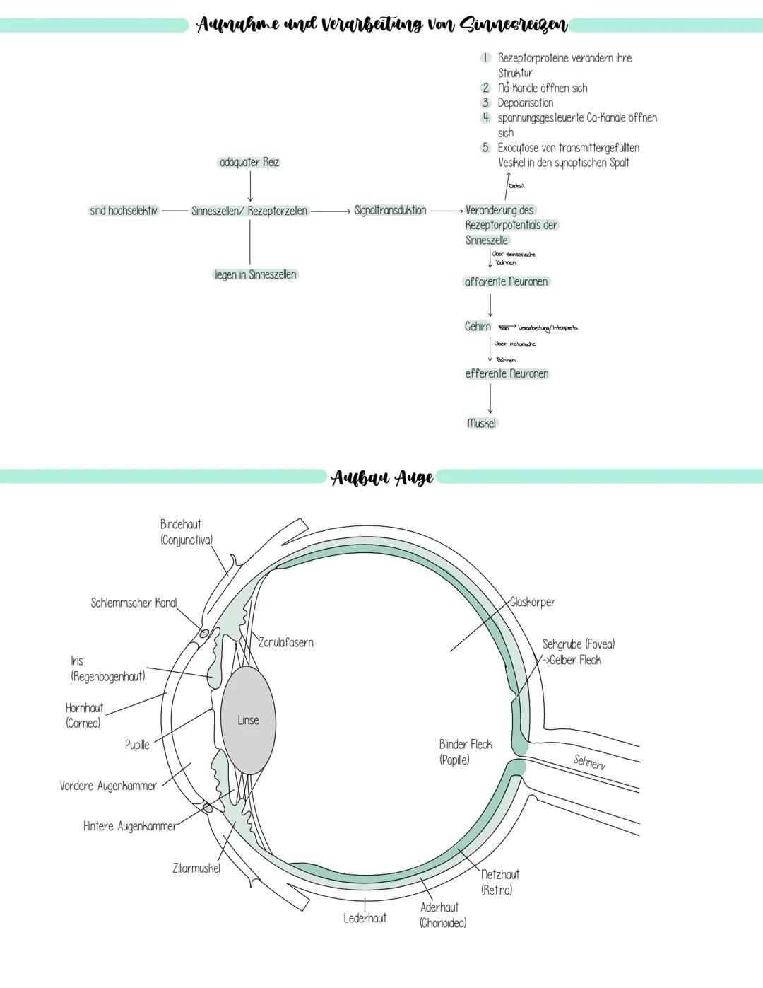 Iris
sind hochselektiv
Schlemmscher Kanal
(Regenbogenhaut)
Hornhaut
(Cornea)
Pupille
Vordere Augenkammer
Aufnahme und Verarbeitung von Sinne