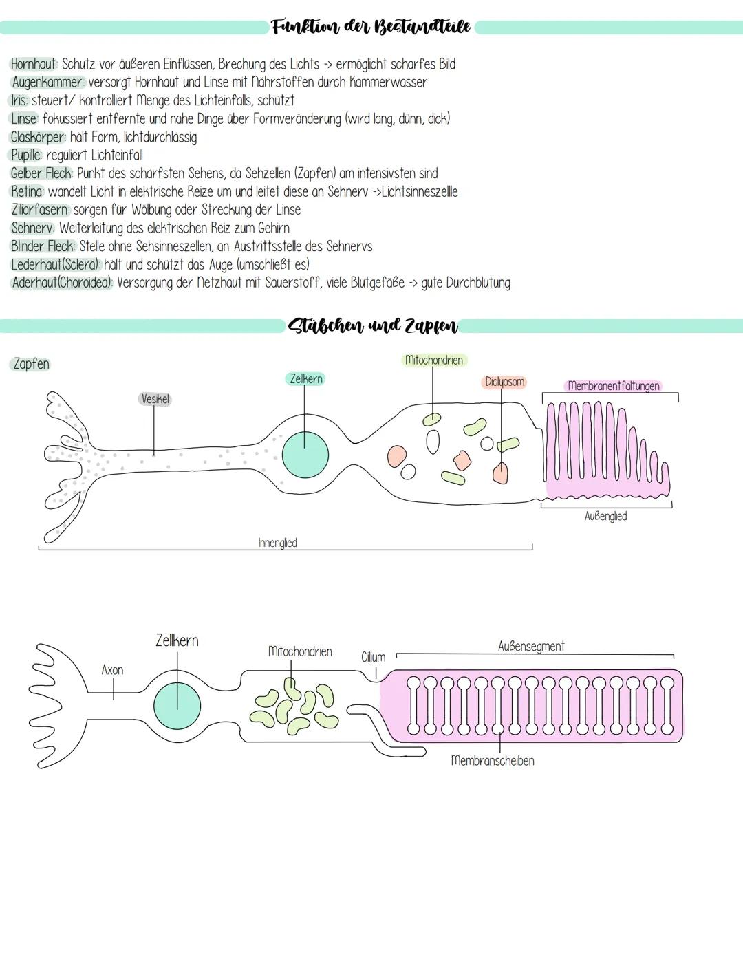 Iris
sind hochselektiv
Schlemmscher Kanal
(Regenbogenhaut)
Hornhaut
(Cornea)
Pupille
Vordere Augenkammer
Aufnahme und Verarbeitung von Sinne