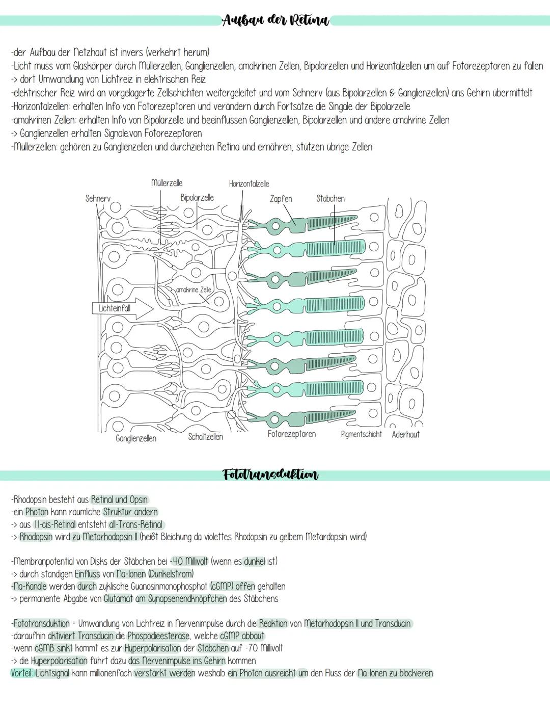 Iris
sind hochselektiv
Schlemmscher Kanal
(Regenbogenhaut)
Hornhaut
(Cornea)
Pupille
Vordere Augenkammer
Aufnahme und Verarbeitung von Sinne