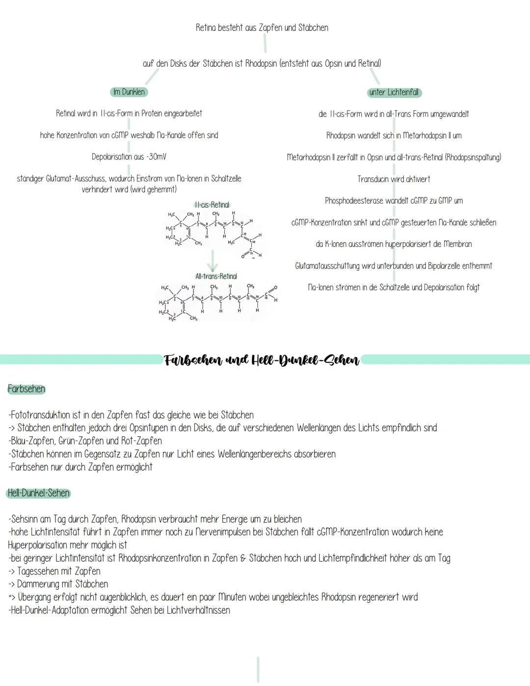 Iris
sind hochselektiv
Schlemmscher Kanal
(Regenbogenhaut)
Hornhaut
(Cornea)
Pupille
Vordere Augenkammer
Aufnahme und Verarbeitung von Sinne