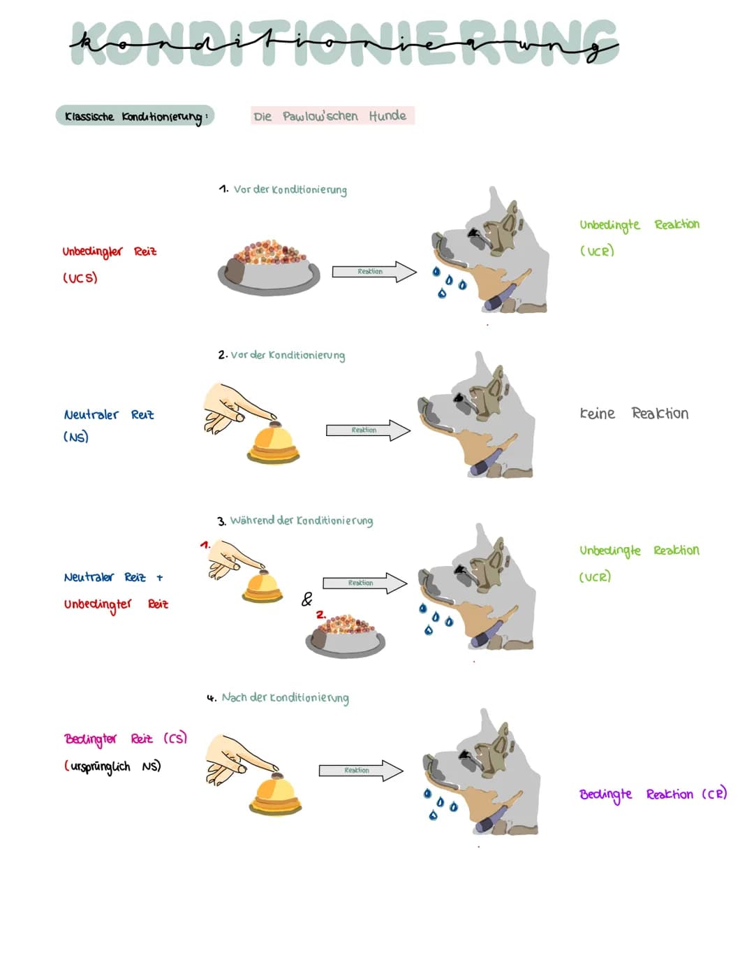 konditioniegung
Klassische Konditionierung:
Unbedingter Reiz
(UCS)
Neutraler Reiz
(NS)
Neutraler Reiz +
Unbedingter Reiz
Bedlingter Reit (cs
