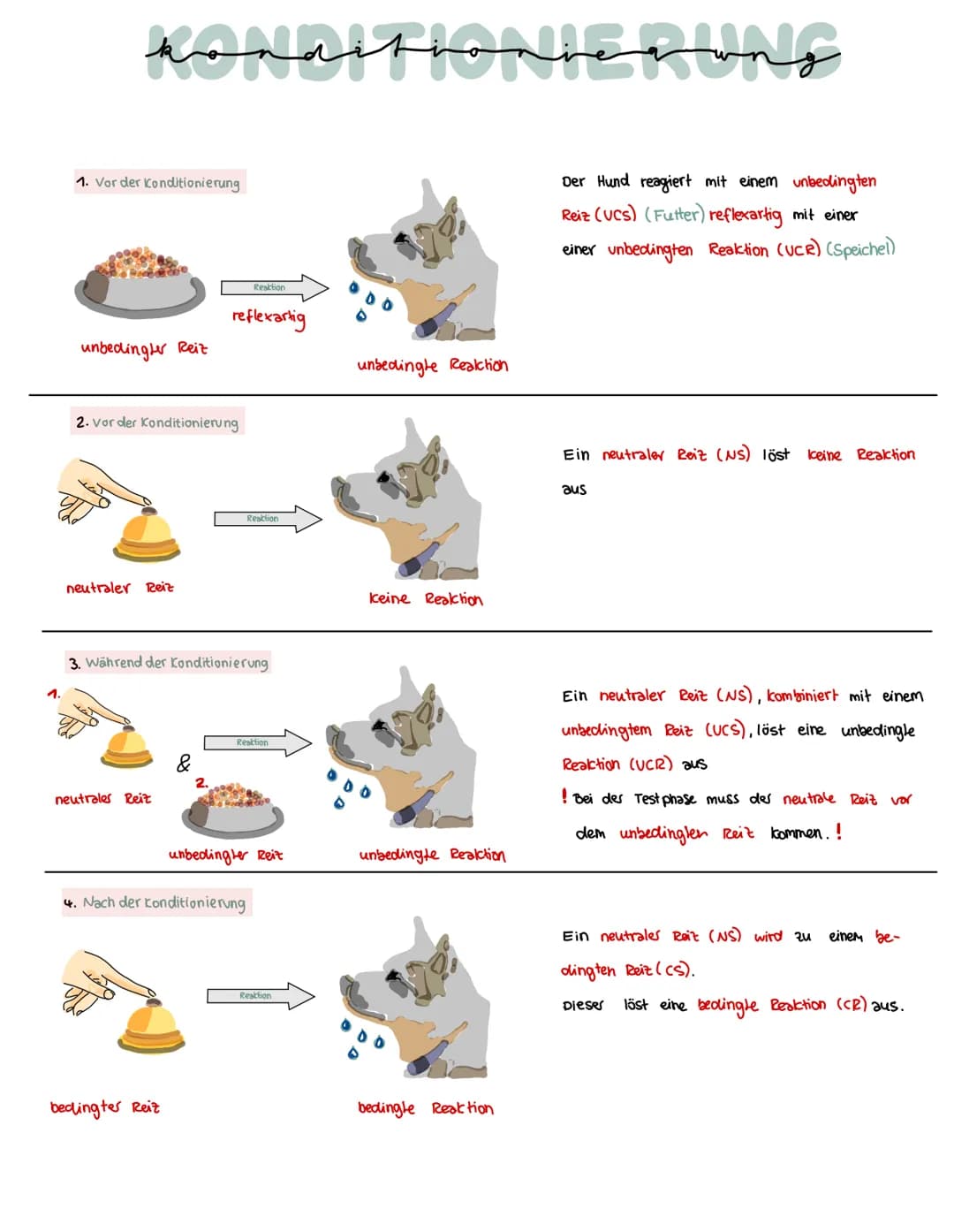 konditioniegung
Klassische Konditionierung:
Unbedingter Reiz
(UCS)
Neutraler Reiz
(NS)
Neutraler Reiz +
Unbedingter Reiz
Bedlingter Reit (cs