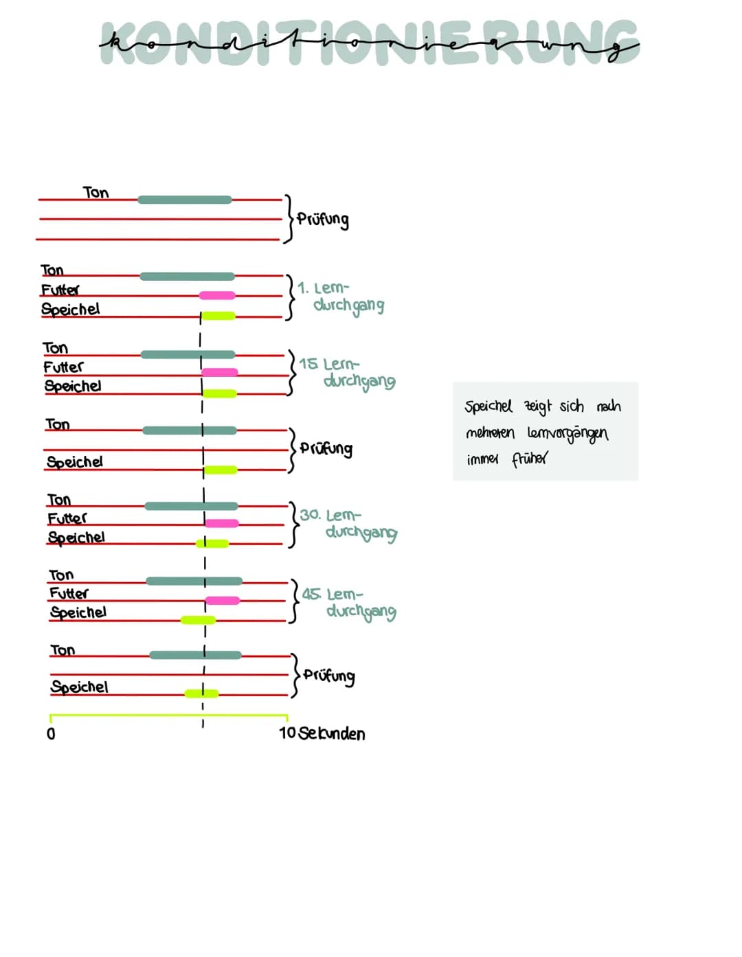 konditioniegung
Klassische Konditionierung:
Unbedingter Reiz
(UCS)
Neutraler Reiz
(NS)
Neutraler Reiz +
Unbedingter Reiz
Bedlingter Reit (cs
