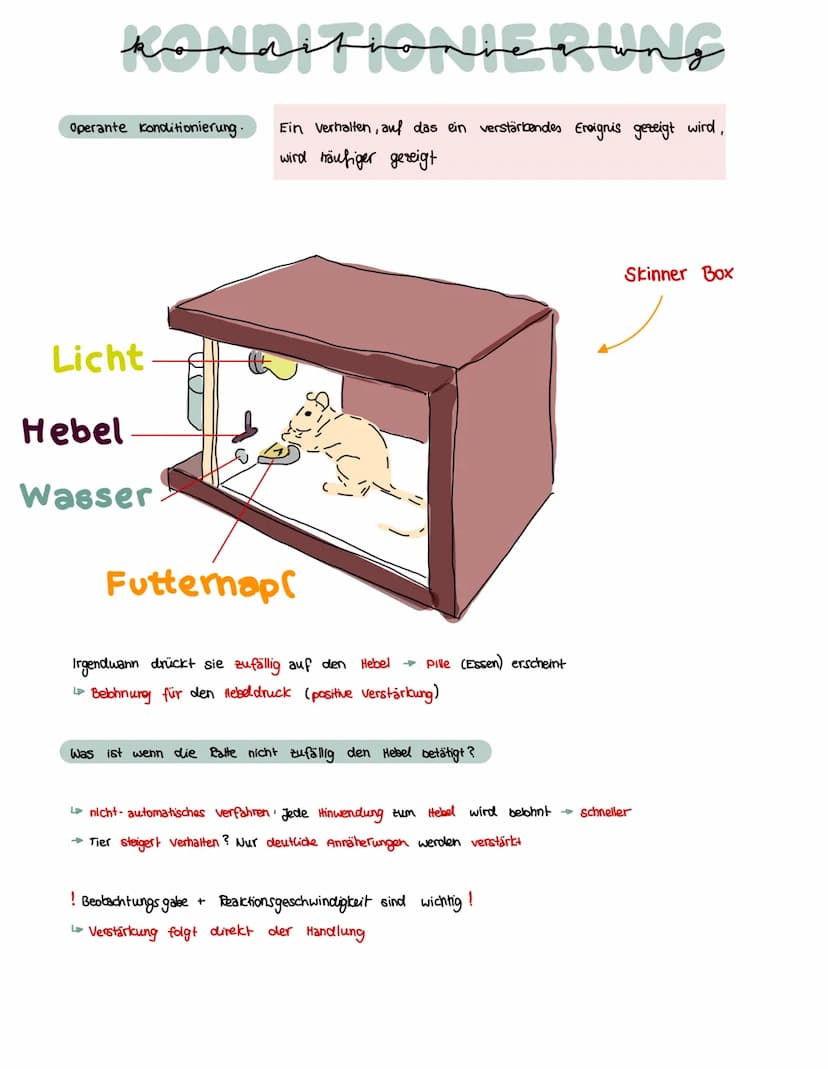 konditioniegung
Klassische Konditionierung:
Unbedingter Reiz
(UCS)
Neutraler Reiz
(NS)
Neutraler Reiz +
Unbedingter Reiz
Bedlingter Reit (cs