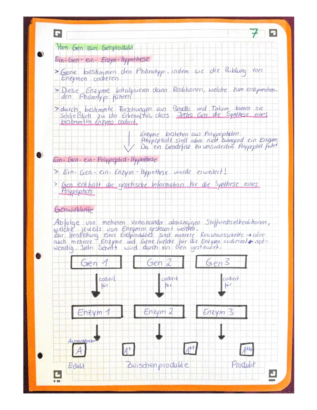 Alles über die Ein-Gen-ein-Polypeptid-Hypothese und Ein-Gen-ein-Enzym-Hypothese