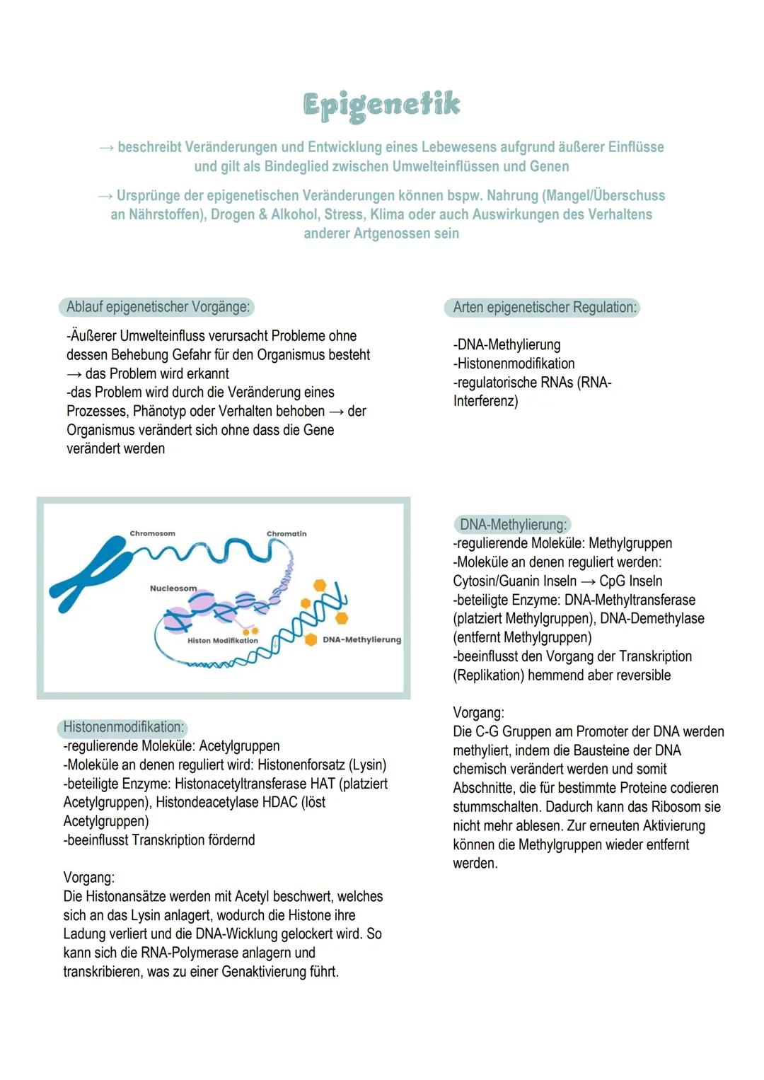 # Epigenetik

→ beschreibt Veränderungen und Entwicklung eines Lebewesens aufgrund äußerer Einflüsse
und gilt als Bindeglied zwischen Umwelt