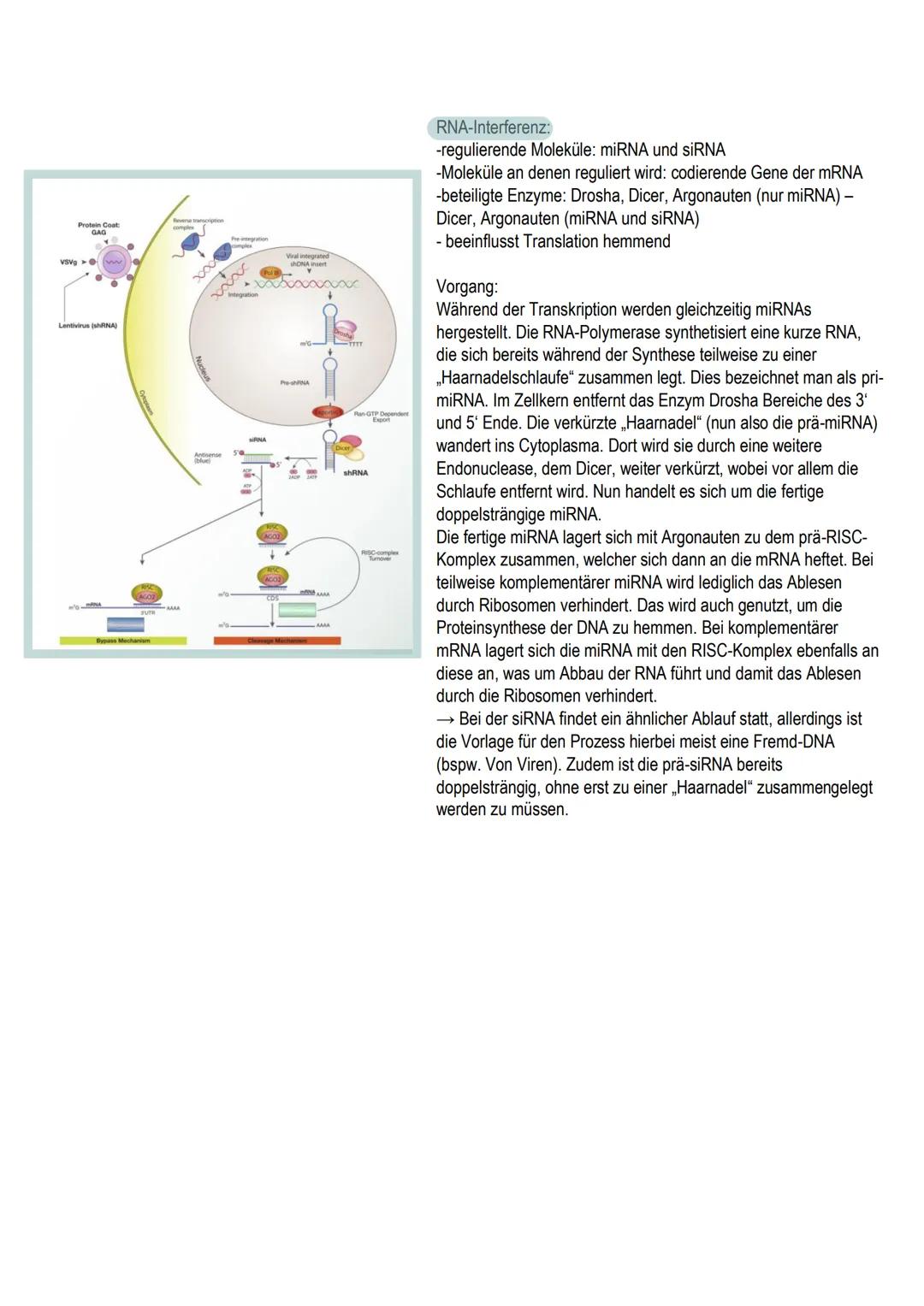 # Epigenetik

→ beschreibt Veränderungen und Entwicklung eines Lebewesens aufgrund äußerer Einflüsse
und gilt als Bindeglied zwischen Umwelt