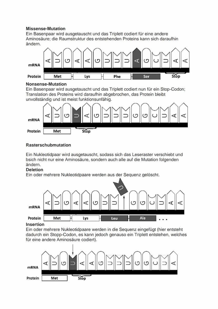 Mutation
Veränderung der genetischen Informationen einer Zelle bezeichnet man als
Mutationen. Diese können durch Umwelteinflüsse wie zum Bei
