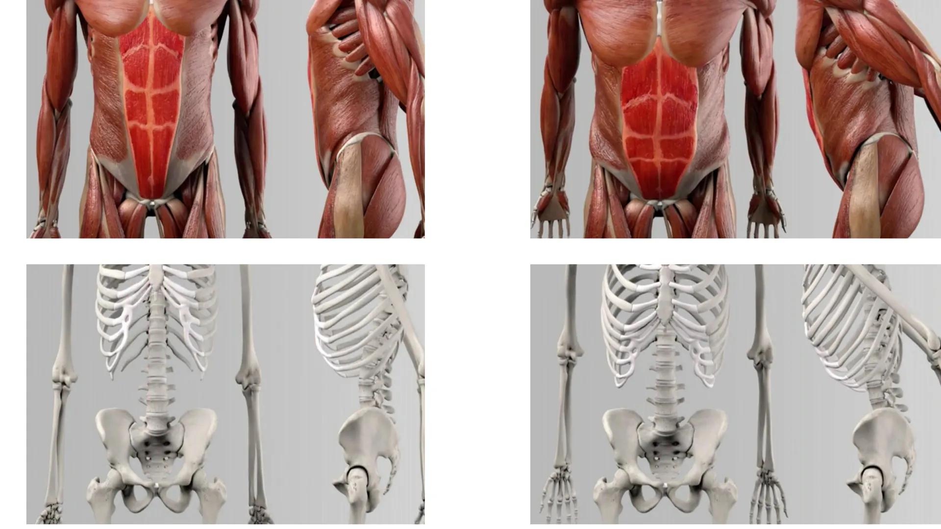 Bauchmuskulatur
Präsentation von Antonia, Emily & Kaya Inhaltsverzeichnis
1. Welche Bauchmuskeln gibt es ? (Antonia)
2. Anatomie (Kaya)
3. A