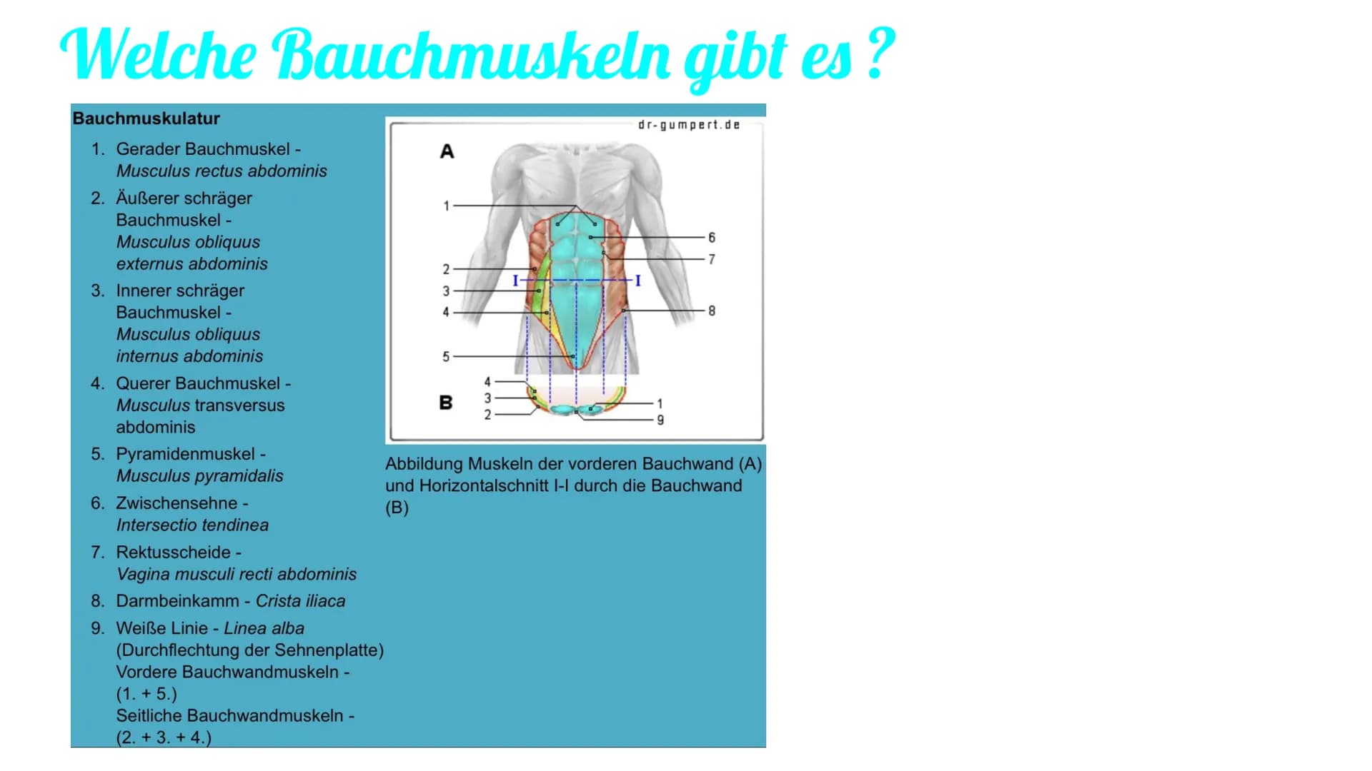 Bauchmuskulatur
Präsentation von Antonia, Emily & Kaya Inhaltsverzeichnis
1. Welche Bauchmuskeln gibt es ? (Antonia)
2. Anatomie (Kaya)
3. A