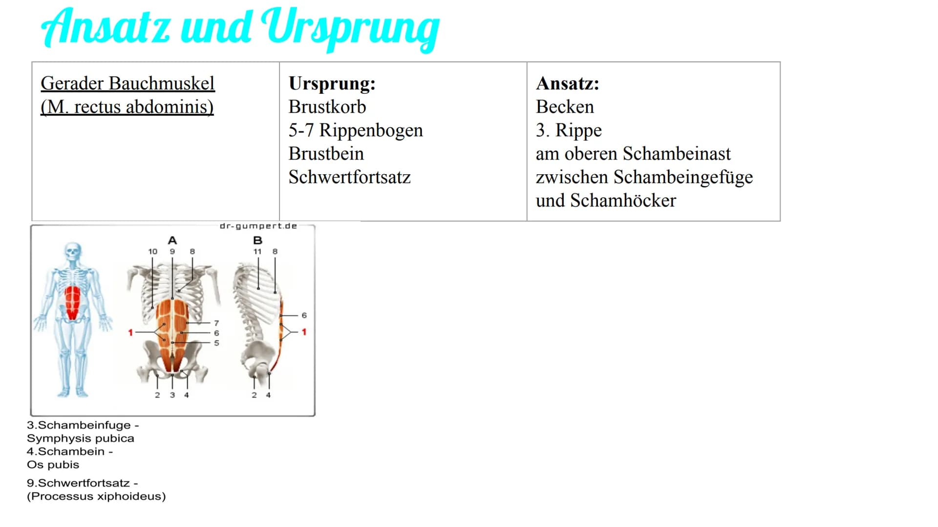 Bauchmuskulatur
Präsentation von Antonia, Emily & Kaya Inhaltsverzeichnis
1. Welche Bauchmuskeln gibt es ? (Antonia)
2. Anatomie (Kaya)
3. A