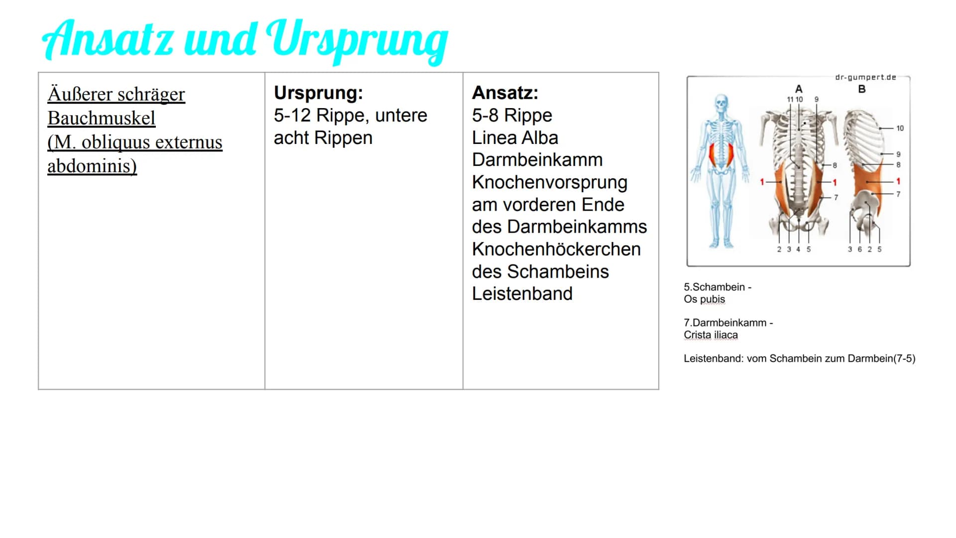 Bauchmuskulatur
Präsentation von Antonia, Emily & Kaya Inhaltsverzeichnis
1. Welche Bauchmuskeln gibt es ? (Antonia)
2. Anatomie (Kaya)
3. A