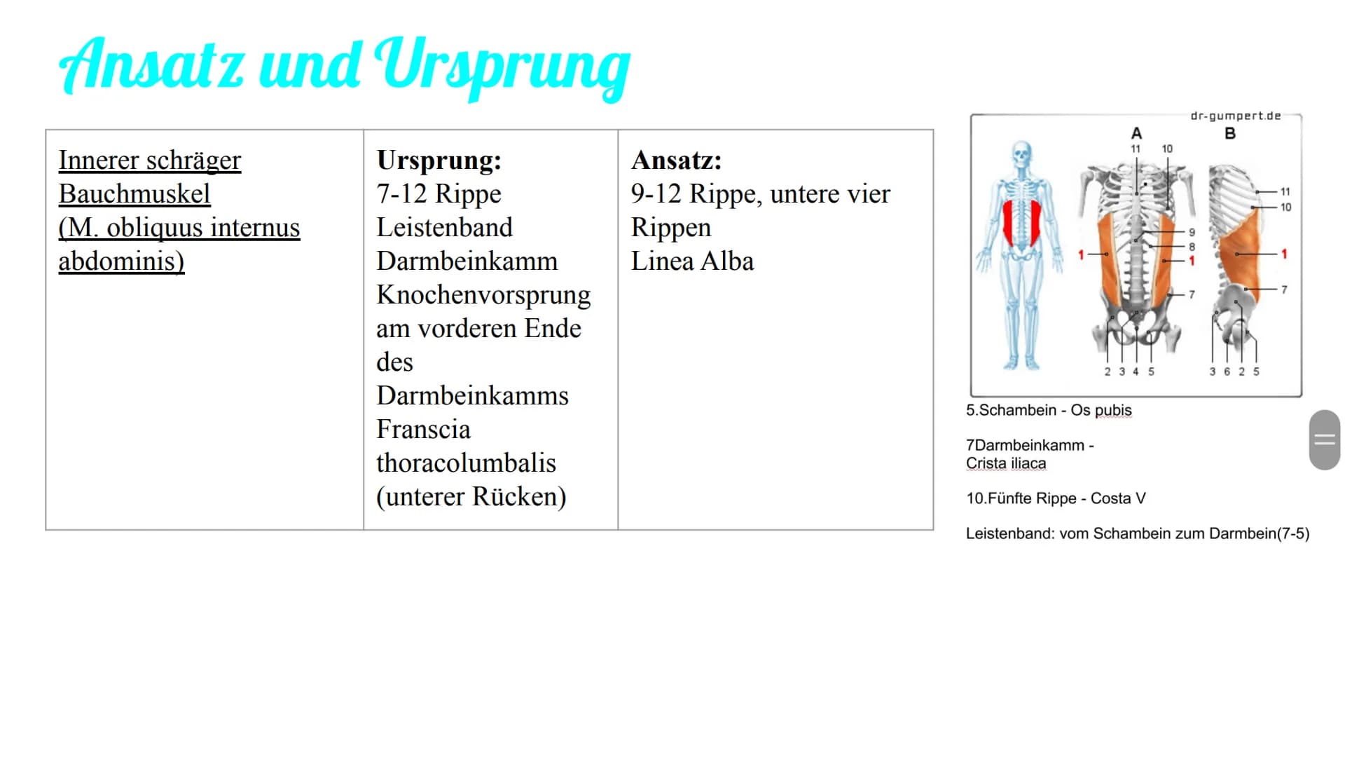 Bauchmuskulatur
Präsentation von Antonia, Emily & Kaya Inhaltsverzeichnis
1. Welche Bauchmuskeln gibt es ? (Antonia)
2. Anatomie (Kaya)
3. A