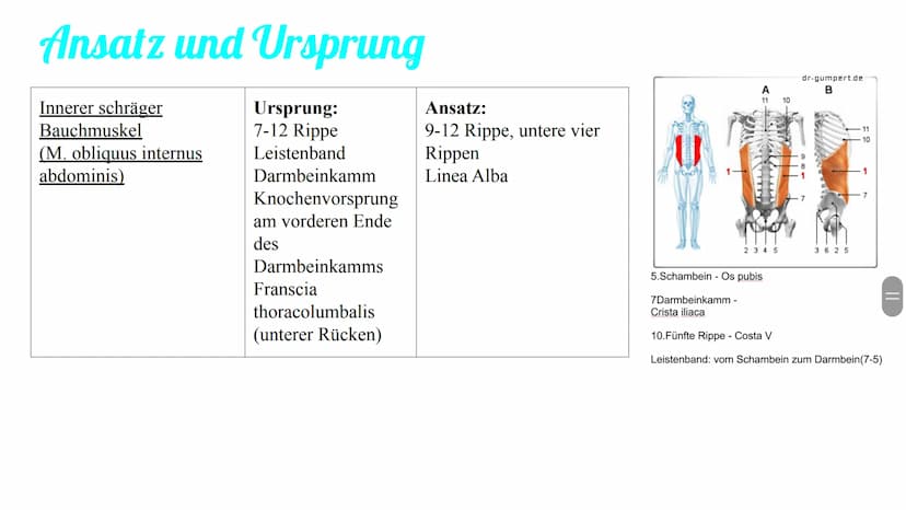 Bauchmuskulatur
Präsentation von Antonia, Emily & Kaya Inhaltsverzeichnis
1. Welche Bauchmuskeln gibt es ? (Antonia)
2. Anatomie (Kaya)
3. A