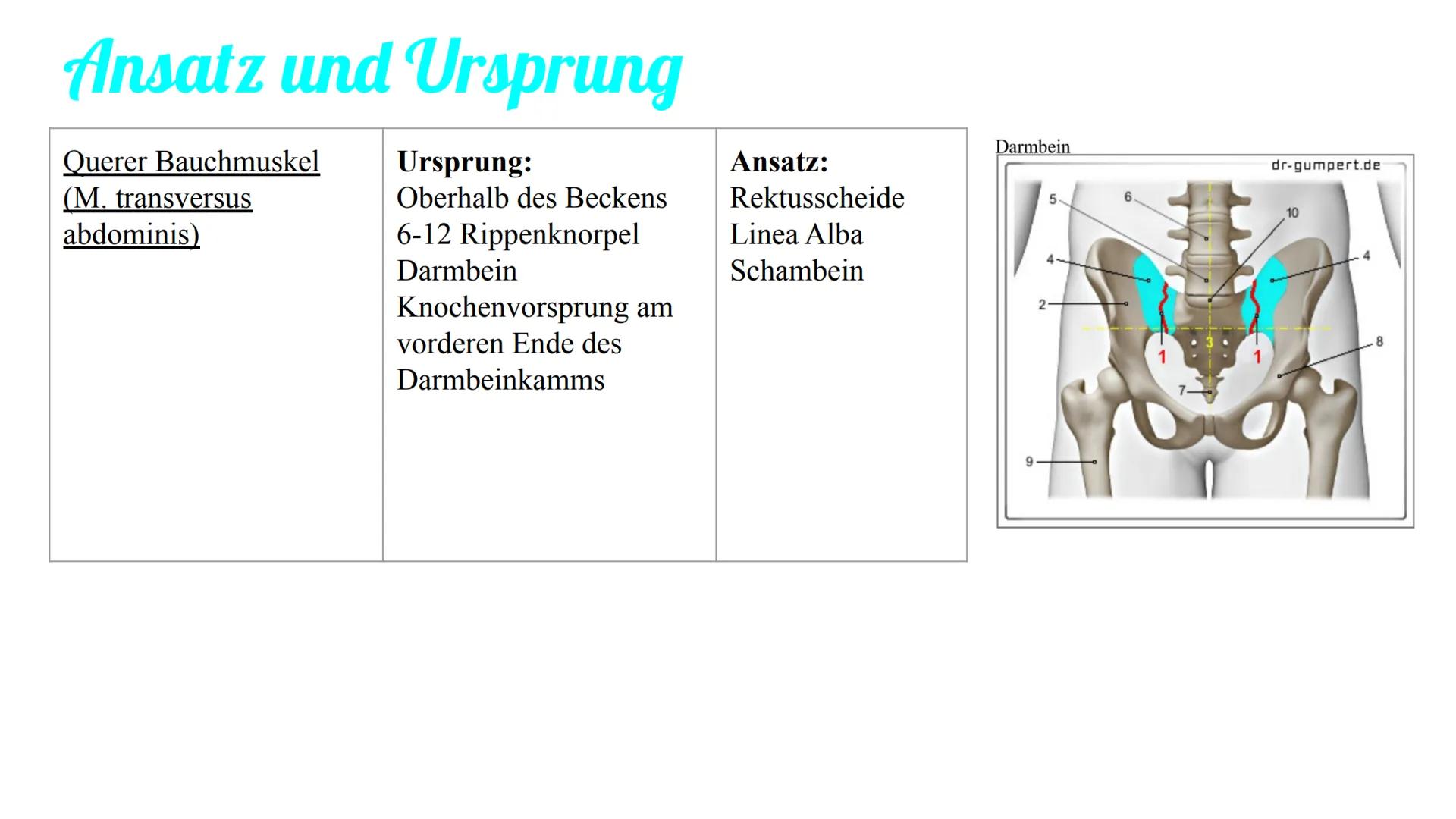 Bauchmuskulatur
Präsentation von Antonia, Emily & Kaya Inhaltsverzeichnis
1. Welche Bauchmuskeln gibt es ? (Antonia)
2. Anatomie (Kaya)
3. A