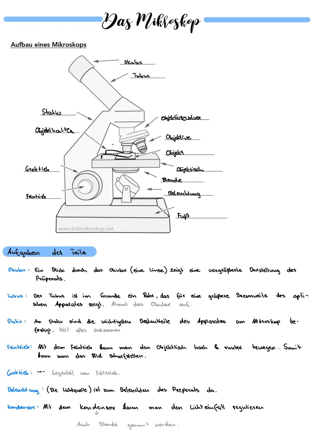 # Das Mikroskop

Aufbau eines Mikroskops

Stativ

Objelel haltex

Grobtieb

Feintrieb

Okular

Tubus

Objektivsevolver

Objektive

Objekt

O