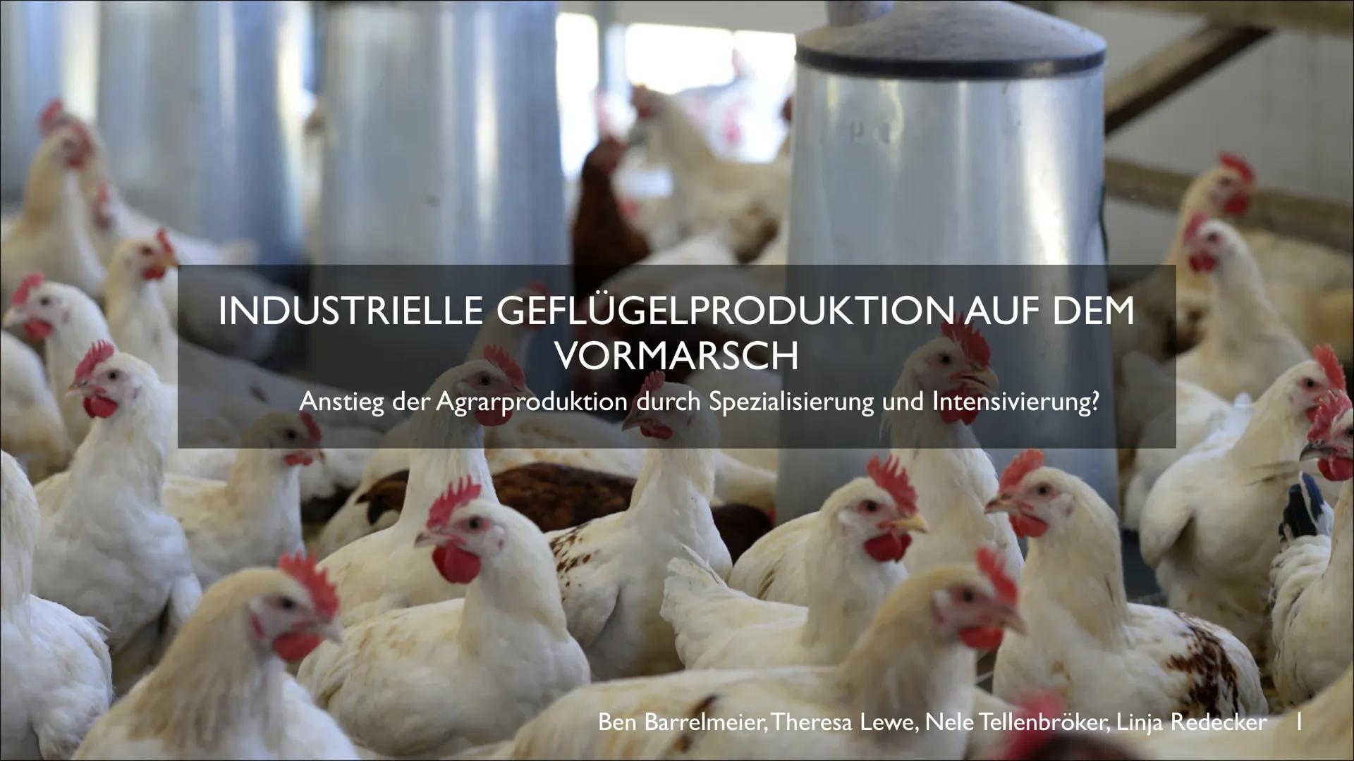 INDUSTRIELLE GEFLÜGELPRODUKTION AUF DEM
VORMARSCH
Anstieg der Agrarproduktion durch Spezialisierung und Intensivierung?
Ben Barrelmeier, The