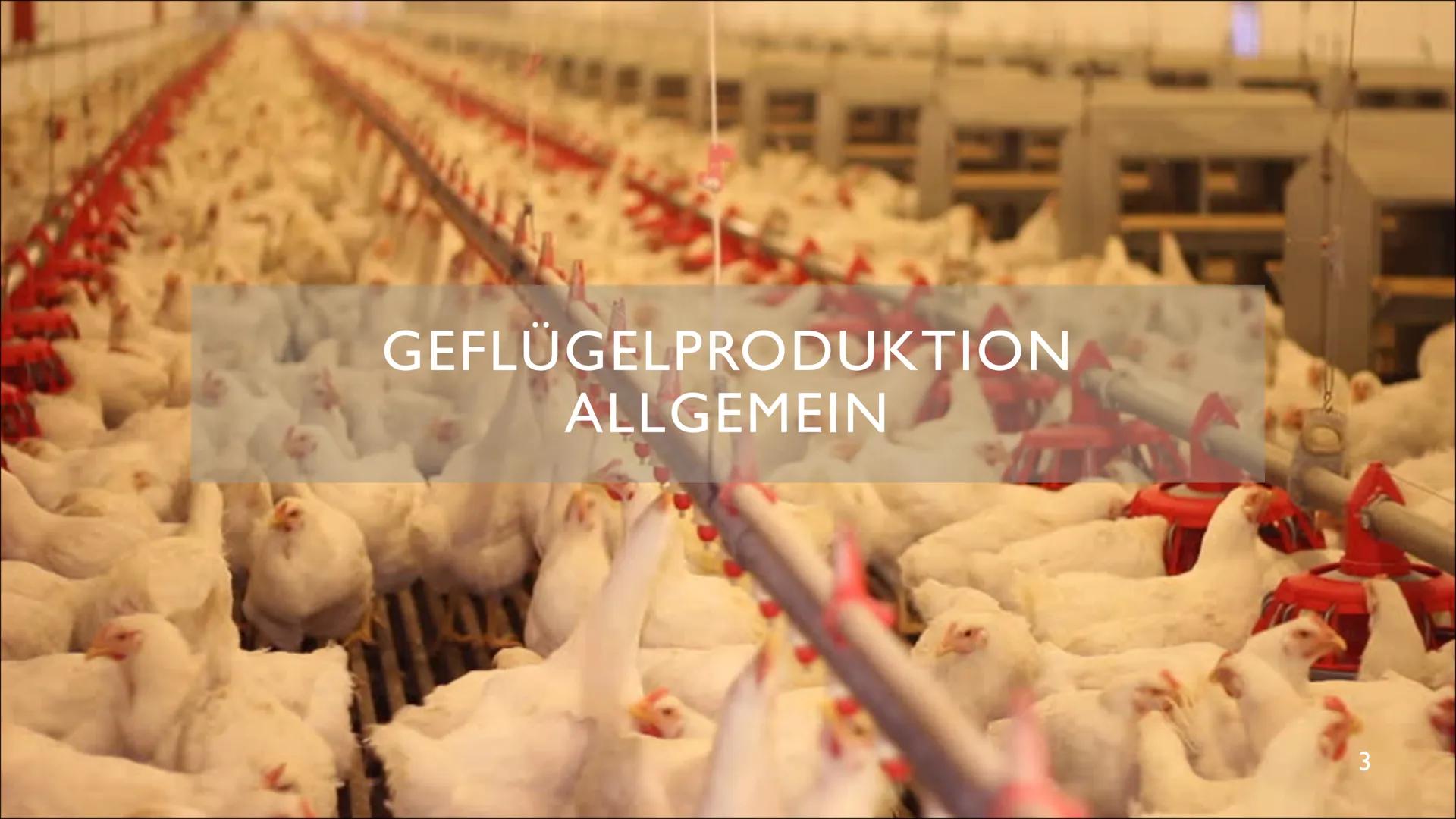 INDUSTRIELLE GEFLÜGELPRODUKTION AUF DEM
VORMARSCH
Anstieg der Agrarproduktion durch Spezialisierung und Intensivierung?
Ben Barrelmeier, The