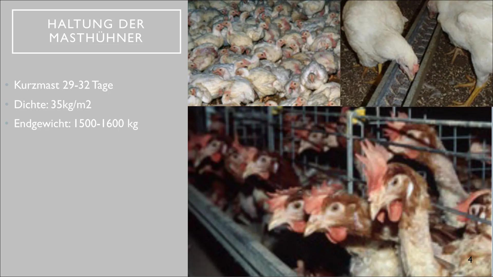 INDUSTRIELLE GEFLÜGELPRODUKTION AUF DEM
VORMARSCH
Anstieg der Agrarproduktion durch Spezialisierung und Intensivierung?
Ben Barrelmeier, The