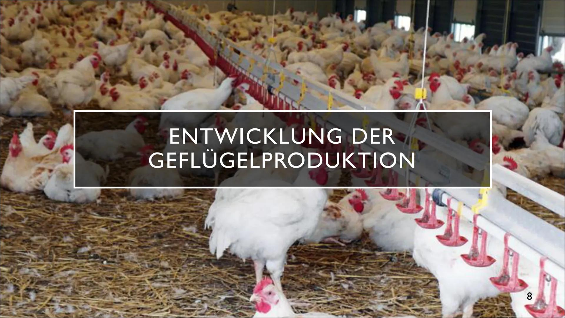 INDUSTRIELLE GEFLÜGELPRODUKTION AUF DEM
VORMARSCH
Anstieg der Agrarproduktion durch Spezialisierung und Intensivierung?
Ben Barrelmeier, The