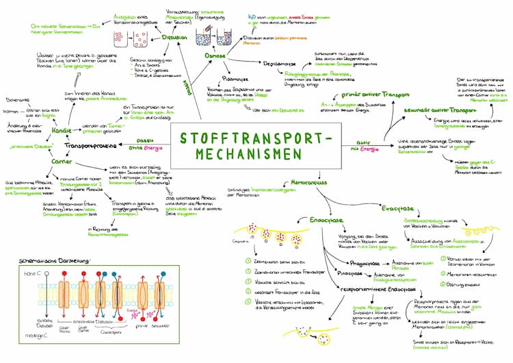 Know Stofftransportmechanismen thumbnail