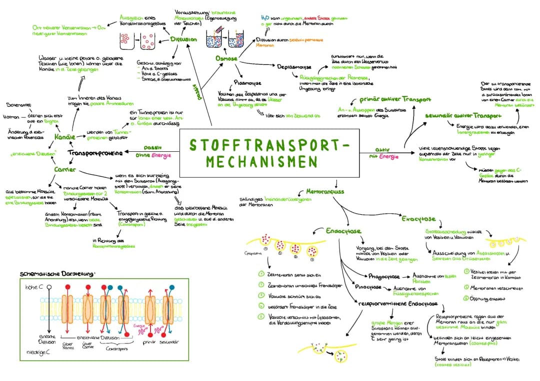Stofftransport in der Zelle: Leicht erklärt für Kids!