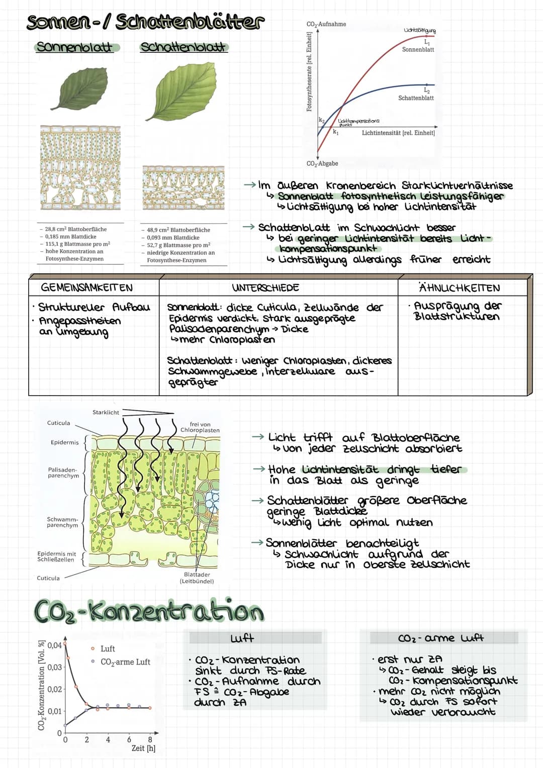 GESAMT
überblick
Palisadengewebe Hauptort FS
↳meisten Chloroplasten
Lichtenergie
6H₂0+ 6CO₂ Chlorophyll Cott12 O6 +60₂
erweiterte Reaktionsg