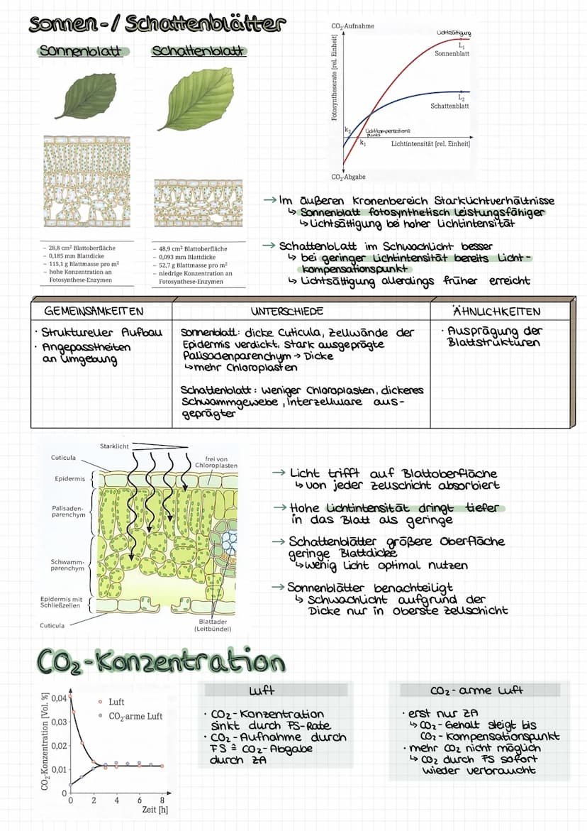 GESAMT
überblick
Palisadengewebe Hauptort FS
↳meisten Chloroplasten
Lichtenergie
6H₂0+ 6CO₂ Chlorophyll Cott12 O6 +60₂
erweiterte Reaktionsg
