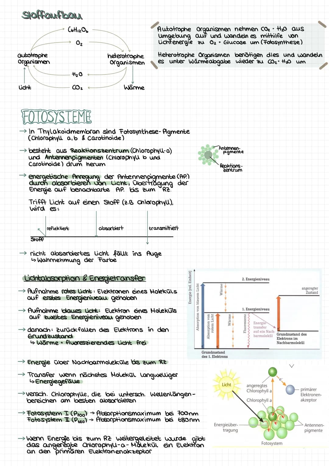 GESAMT
überblick
Palisadengewebe Hauptort FS
↳meisten Chloroplasten
Lichtenergie
6H₂0+ 6CO₂ Chlorophyll Cott12 O6 +60₂
erweiterte Reaktionsg