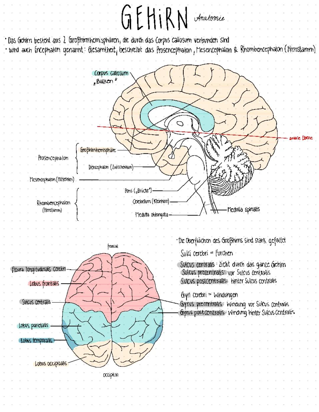 Anatomie Gehirn 🧠 