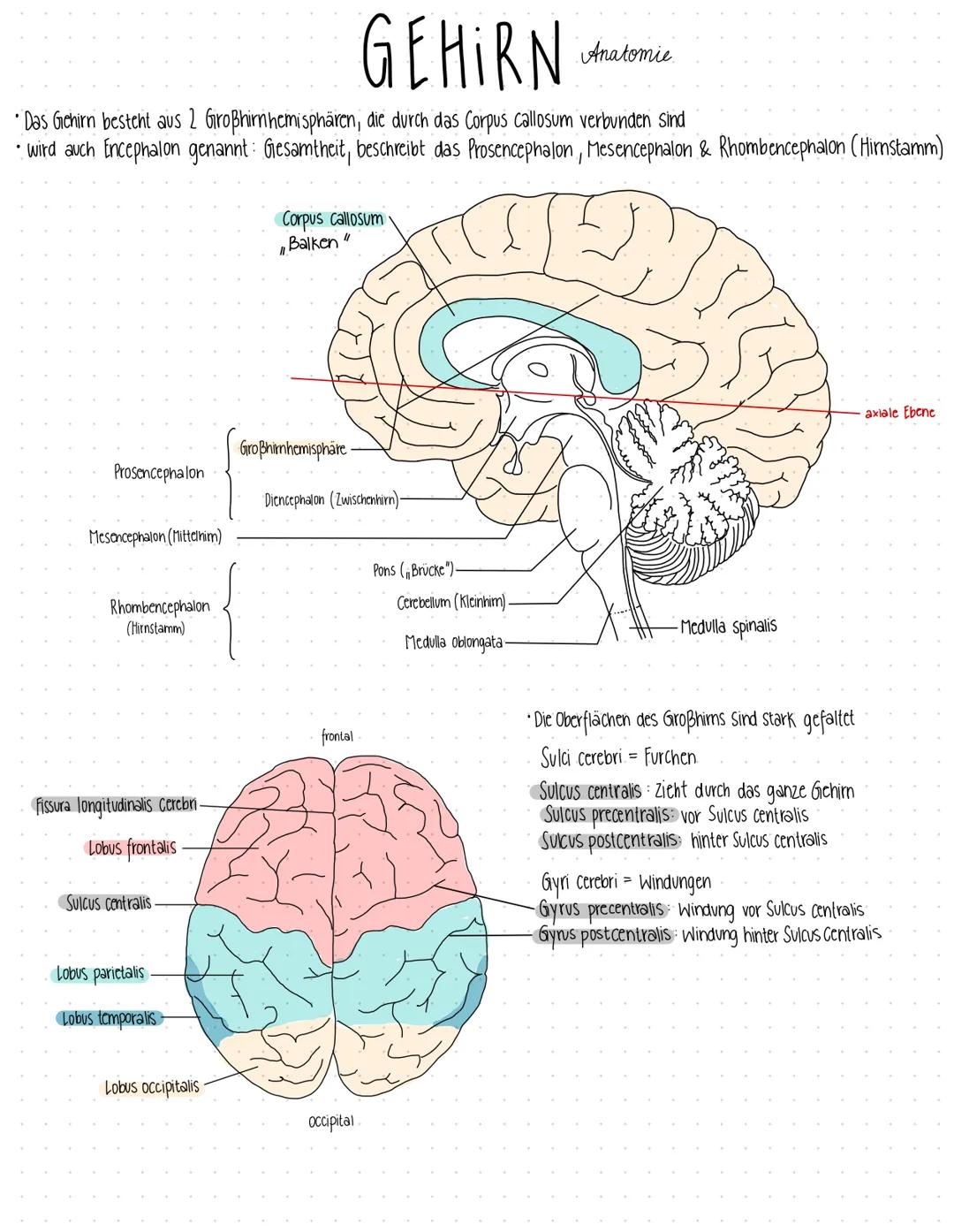 GEHIRN
• Das Gehirn besteht aus 2 Großhirnhemisphären, die durch das Corpus callosum verbunden sind
wird auch Encephalon genannt: Gesamtheit