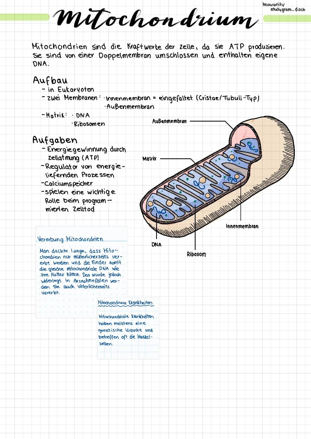 Das Mitochondrium
