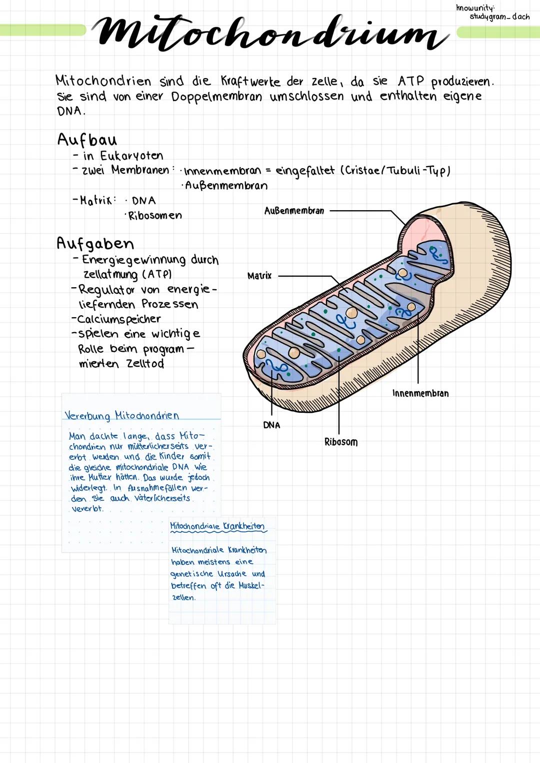 # Mitochondrium

knowunity:
studygram-dach

Mitochondrien sind die Kraftwerke der zelle, da sie ATP produzieren.
Sie sind von einer Doppelme