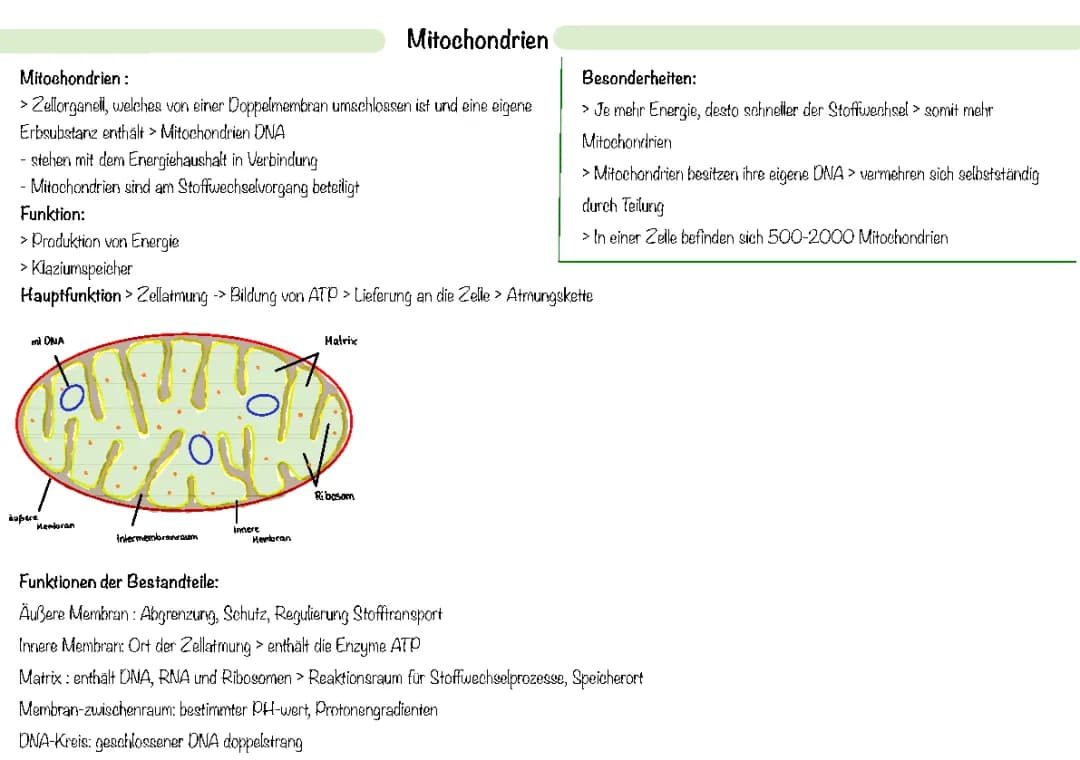 Enzymatik