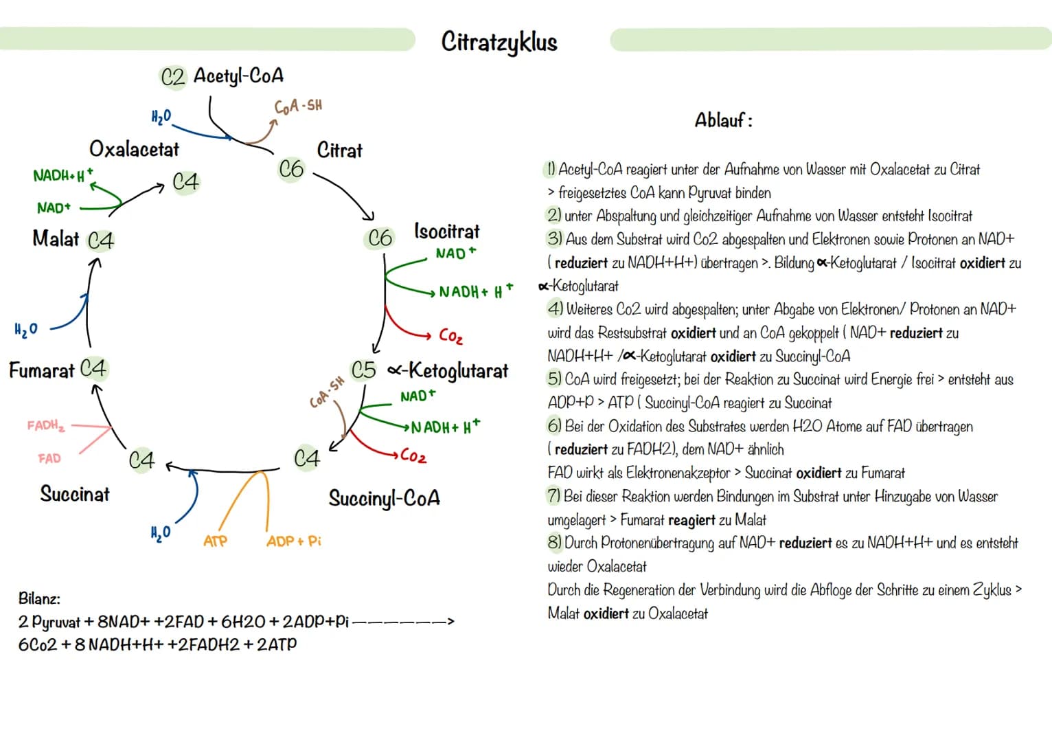 Mitochondrien:
> Zellorganell, welches von einer Doppelmembran umschlossen ist und eine eigene
Erbsubstanz enthält > Mitochondrien DNA
- ste