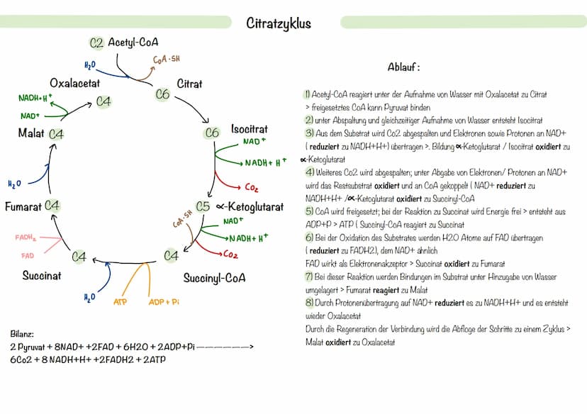 Mitochondrien:
> Zellorganell, welches von einer Doppelmembran umschlossen ist und eine eigene
Erbsubstanz enthält > Mitochondrien DNA
- ste